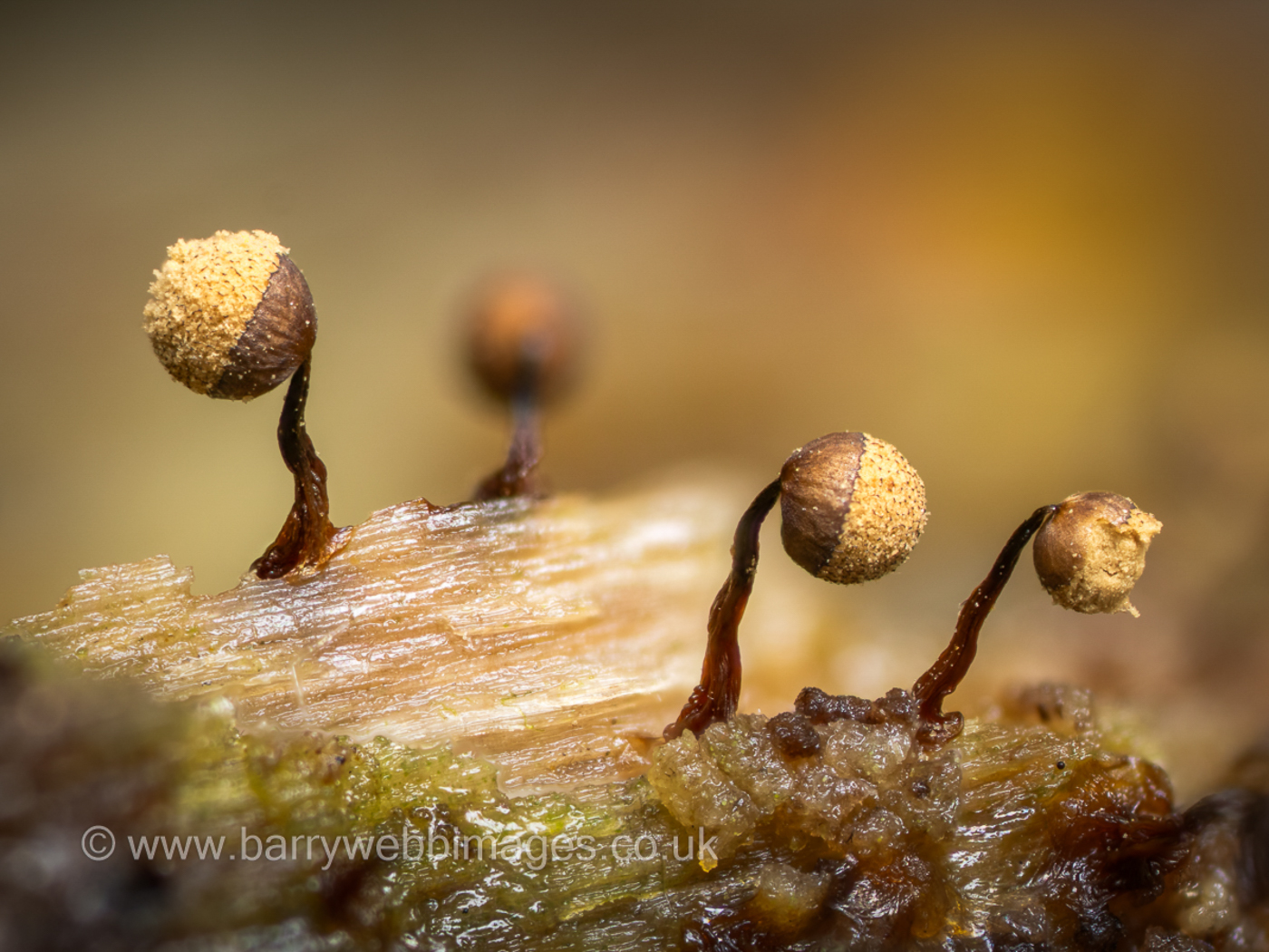 Photo © Barry Webb Cribraria persoonia by Barry Webb